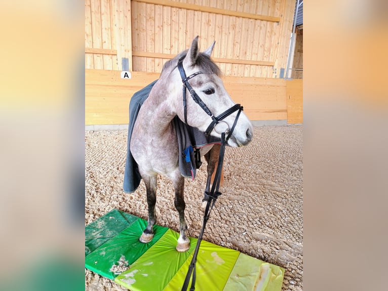 Deutsches Reitpony Stute 5 Jahre 140 cm Schimmel in Schwaigern
