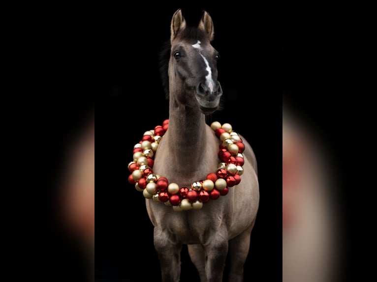 Deutsches Reitpony Stute 5 Jahre 141 cm Falbe in Bad Dürrheim