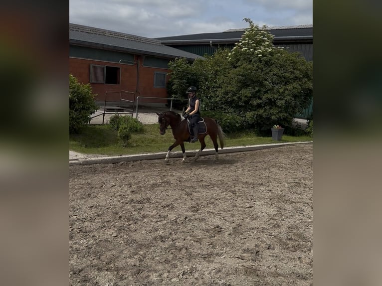 Deutsches Reitpony Stute 5 Jahre 141 cm Schecke in Hemmingstedt