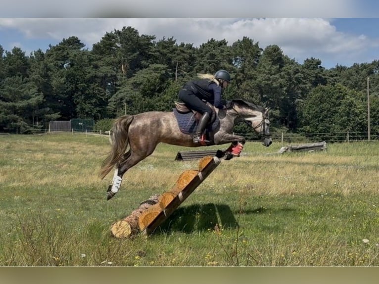 Deutsches Reitpony Stute 5 Jahre 142 cm Apfelschimmel in Schwegenheim