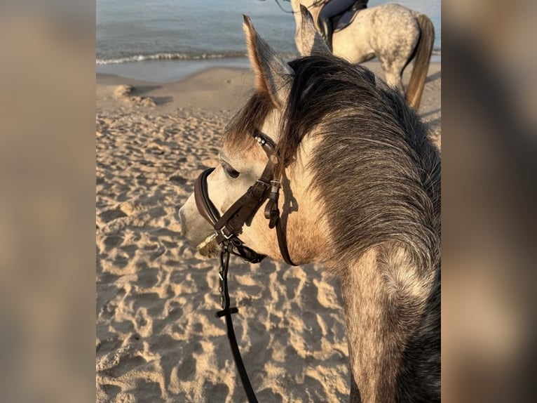 Deutsches Reitpony Stute 5 Jahre 142 cm Apfelschimmel in Schwegenheim