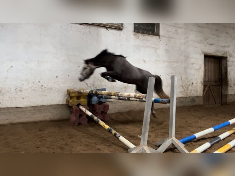 Deutsches Reitpony Stute 5 Jahre 142 cm Apfelschimmel in Schwegenheim