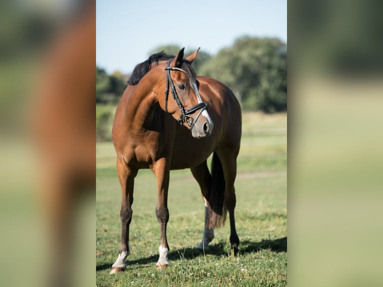 Deutsches Reitpony Stute 5 Jahre 142 cm Brauner in Oberhausen