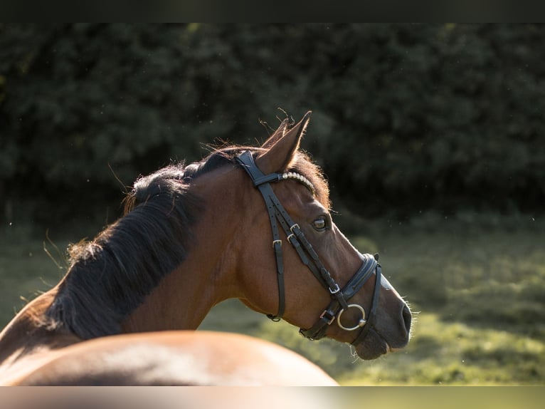 Deutsches Reitpony Stute 5 Jahre 142 cm Brauner in Oberhausen