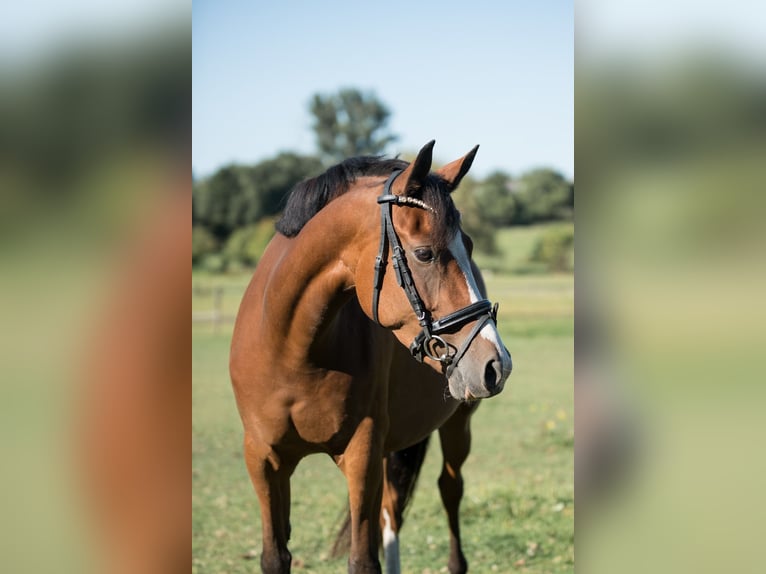 Deutsches Reitpony Stute 5 Jahre 142 cm Brauner in Oberhausen