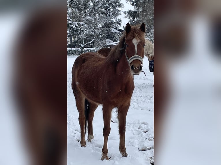 Deutsches Reitpony Stute 5 Jahre 142 cm Fuchs in Suhlendorf