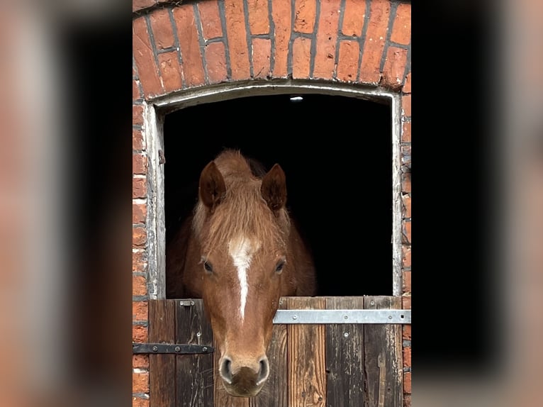 Deutsches Reitpony Stute 5 Jahre 142 cm Fuchs in Suhlendorf