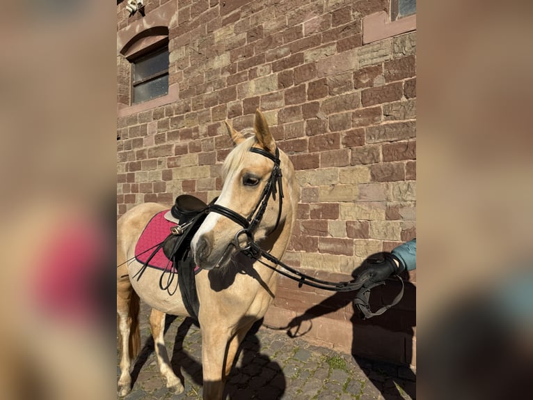 Deutsches Reitpony Stute 5 Jahre 142 cm Palomino in Kleinbundenbach