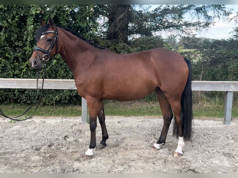 Deutsches Reitpony Stute 5 Jahre 143 cm Brauner in Süderlügum