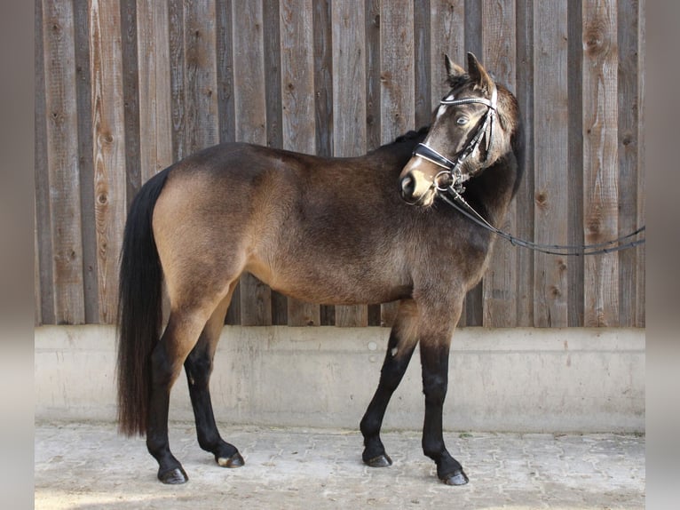 Deutsches Reitpony Stute 5 Jahre 143 cm Buckskin in Wiesloch