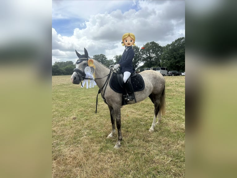 Deutsches Reitpony Stute 5 Jahre 143 cm Buckskin in Kiel