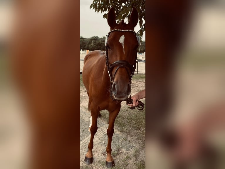 Deutsches Reitpony Stute 5 Jahre 143 cm Dunkelfuchs in Lingen