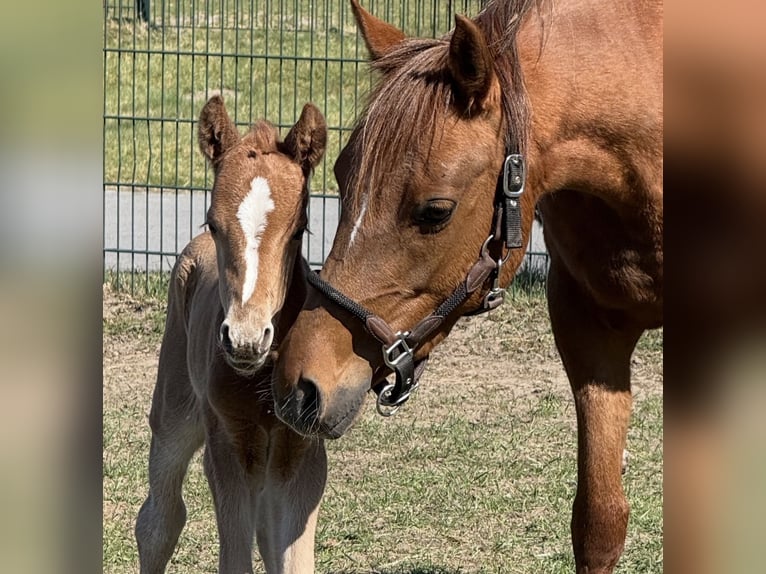 Deutsches Reitpony Stute 5 Jahre 143 cm Dunkelfuchs in Lingen