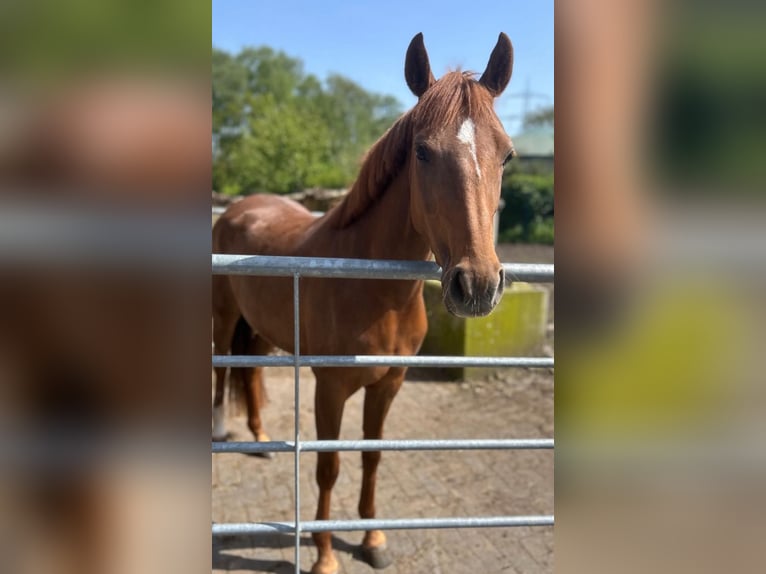 Deutsches Reitpony Stute 5 Jahre 143 cm Dunkelfuchs in Lingen