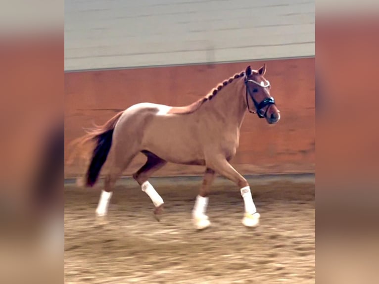 Deutsches Reitpony Stute 5 Jahre 143 cm Dunkelfuchs in Lingen