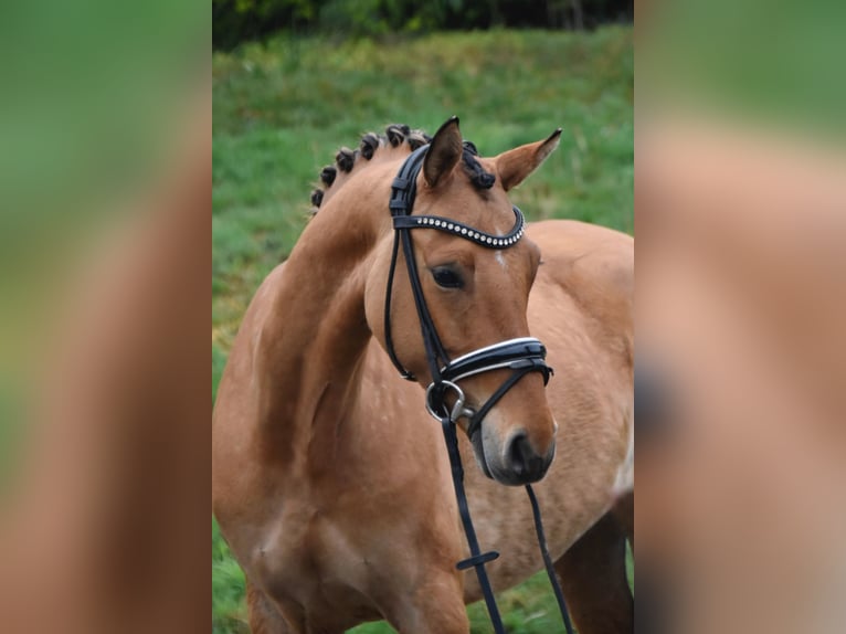 Deutsches Reitpony Stute 5 Jahre 143 cm Falbe in Paderborn