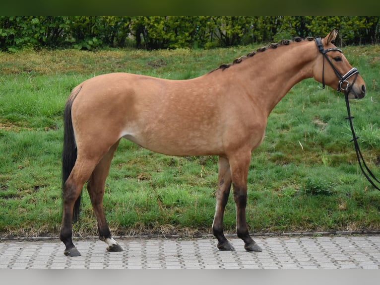 Deutsches Reitpony Stute 5 Jahre 143 cm Falbe in Paderborn