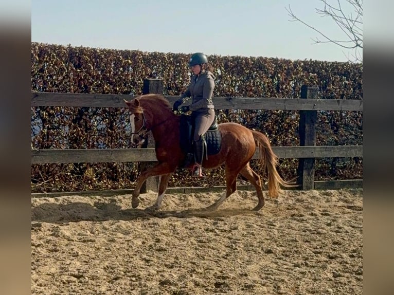 Deutsches Reitpony Stute 5 Jahre 143 cm Fuchs in Daldeiden