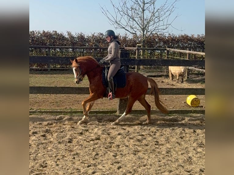 Deutsches Reitpony Stute 5 Jahre 143 cm Fuchs in Daldeiden