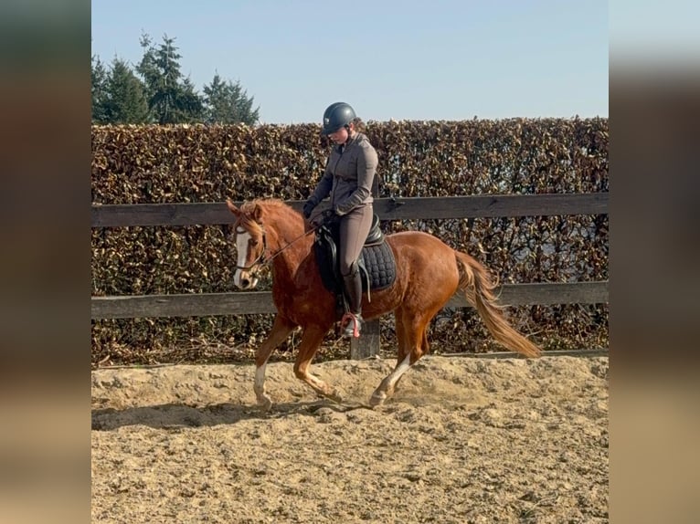 Deutsches Reitpony Stute 5 Jahre 143 cm Fuchs in Daldeiden
