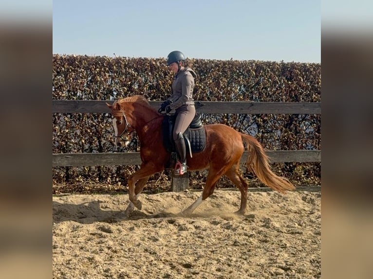 Deutsches Reitpony Stute 5 Jahre 143 cm Fuchs in Daldeiden