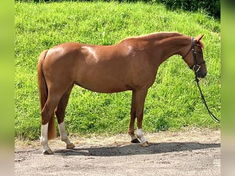 Deutsches Reitpony Stute 5 Jahre 143 cm Fuchs in Eckernf&#xF6;rde