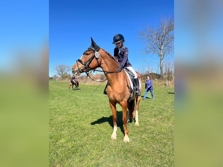 Deutsches Reitpony Stute 5 Jahre 143 cm Fuchs in Eckernf&#xF6;rde