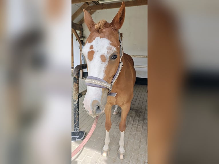 Deutsches Reitpony Stute 5 Jahre 143 cm Fuchs in Krielow
