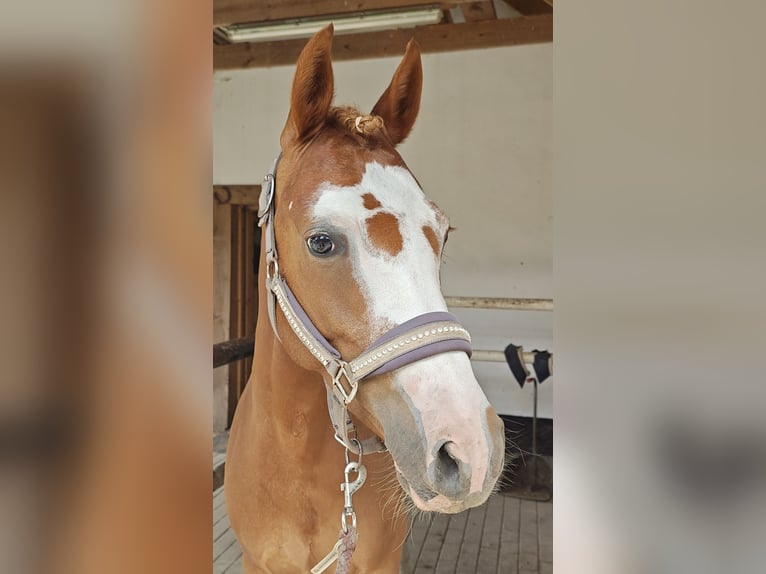 Deutsches Reitpony Stute 5 Jahre 143 cm Fuchs in Krielow