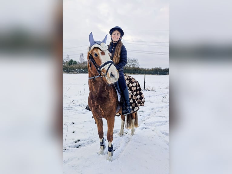 Deutsches Reitpony Stute 5 Jahre 143 cm Fuchs in Krielow