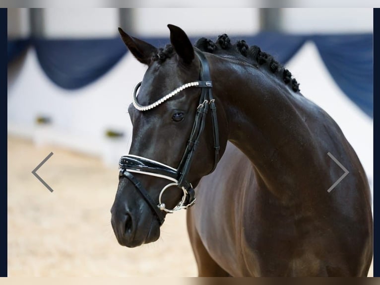 Deutsches Reitpony Stute 5 Jahre 143 cm Rappe in Sprockh&#xF6;vel