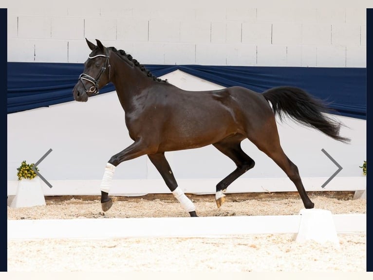 Deutsches Reitpony Stute 5 Jahre 143 cm Rappe in Sprockh&#xF6;vel