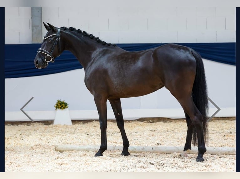 Deutsches Reitpony Stute 5 Jahre 143 cm Rappe in Sprockh&#xF6;vel