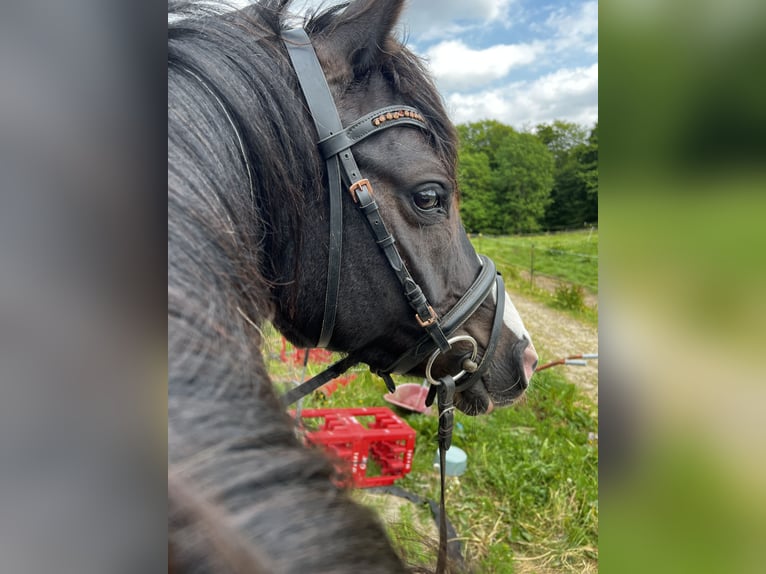 Deutsches Reitpony Stute 5 Jahre 143 cm Rappe in SchubySchuby