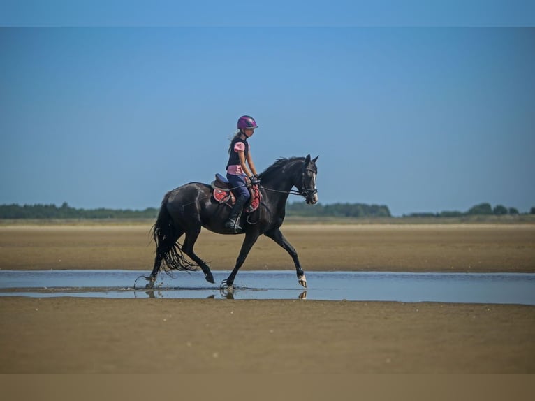 Deutsches Reitpony Stute 5 Jahre 143 cm Rappe in SchubySchuby