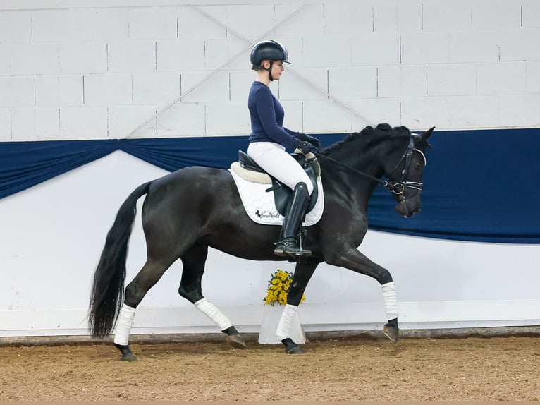 Deutsches Reitpony Stute 5 Jahre 143 cm Rappe in Marsberg