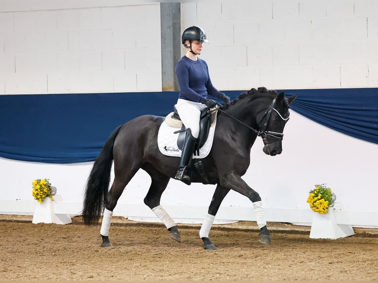 Deutsches Reitpony Stute 5 Jahre 143 cm Rappe in Marsberg