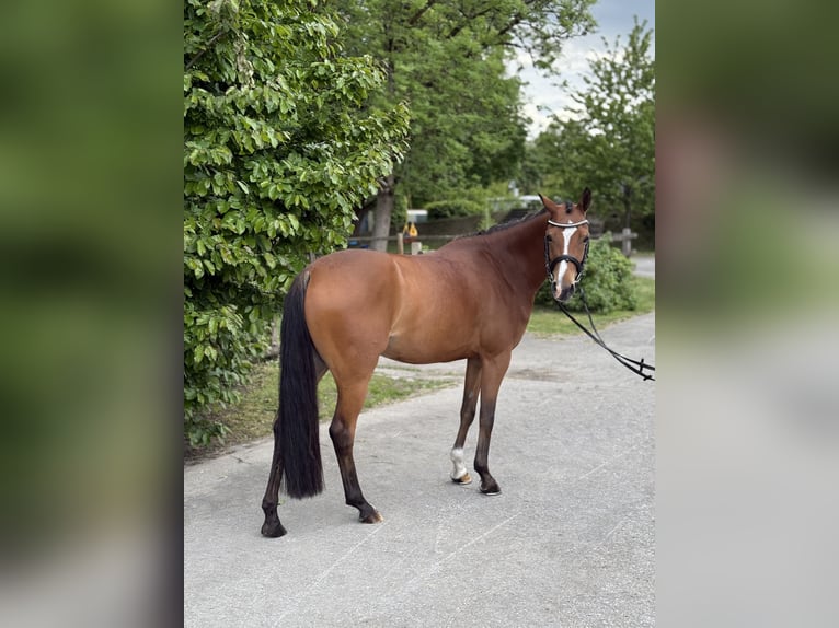 Deutsches Reitpony Stute 5 Jahre 144 cm Brauner in Inning am Ammersee