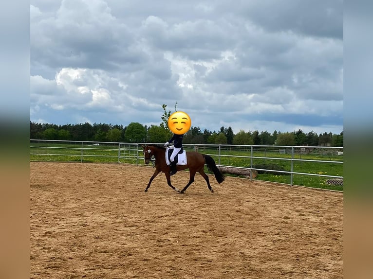 Deutsches Reitpony Stute 5 Jahre 144 cm Brauner in Inning am Ammersee
