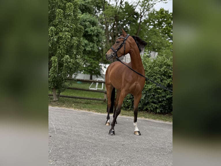 Deutsches Reitpony Stute 5 Jahre 144 cm Brauner in Inning am Ammersee