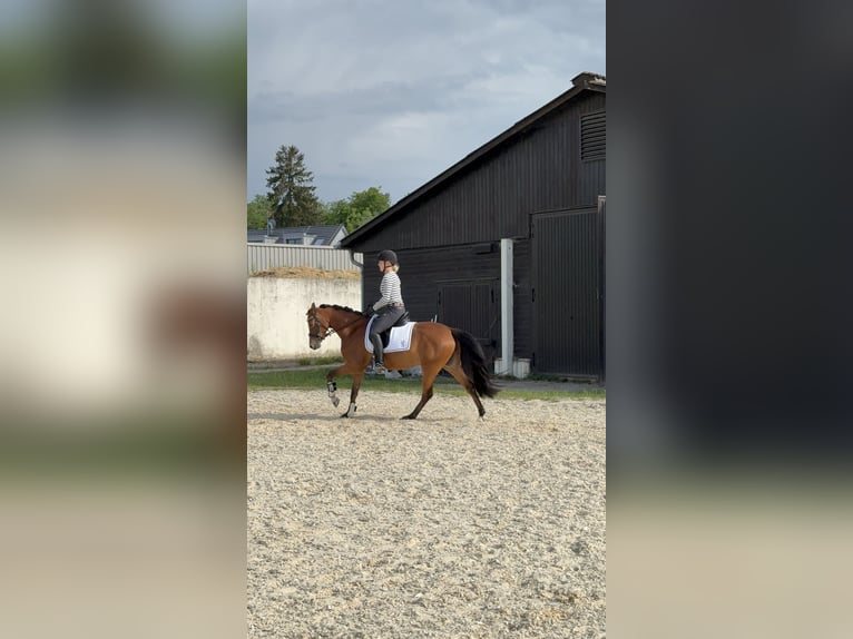 Deutsches Reitpony Stute 5 Jahre 144 cm Brauner in Inning am Ammersee