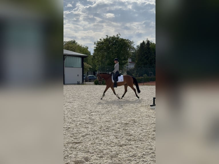 Deutsches Reitpony Stute 5 Jahre 144 cm Brauner in Inning am Ammersee