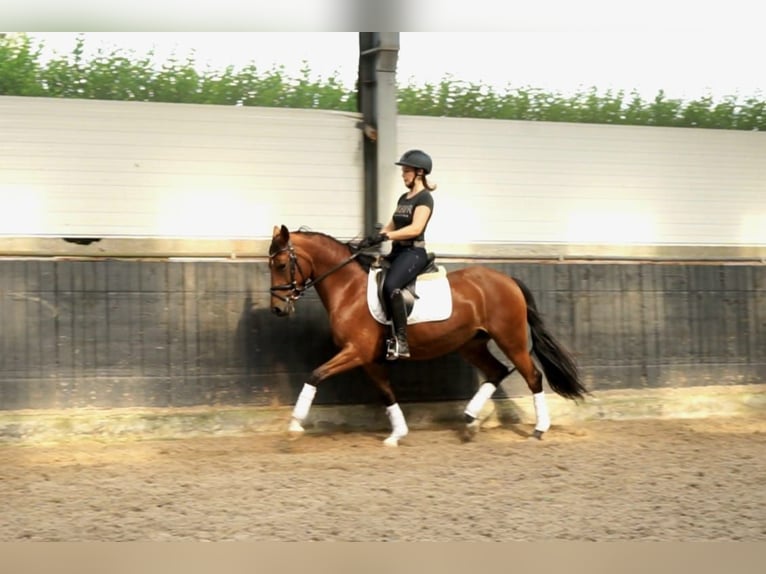 Deutsches Reitpony Stute 5 Jahre 144 cm Brauner in WaldfeuchtHeinsberg