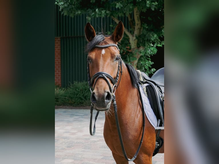 Deutsches Reitpony Stute 5 Jahre 144 cm Brauner in WaldfeuchtHeinsberg