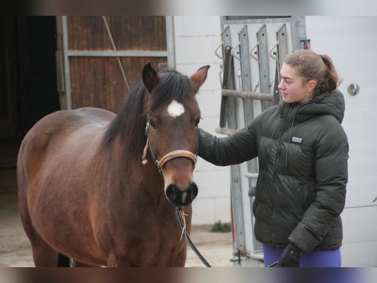 Deutsches Reitpony Mix Stute 5 Jahre 144 cm Brauner in Buchen (Odenwald)