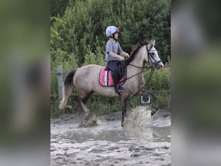 Deutsches Reitpony Stute 5 Jahre 144 cm Buckskin in Kiel