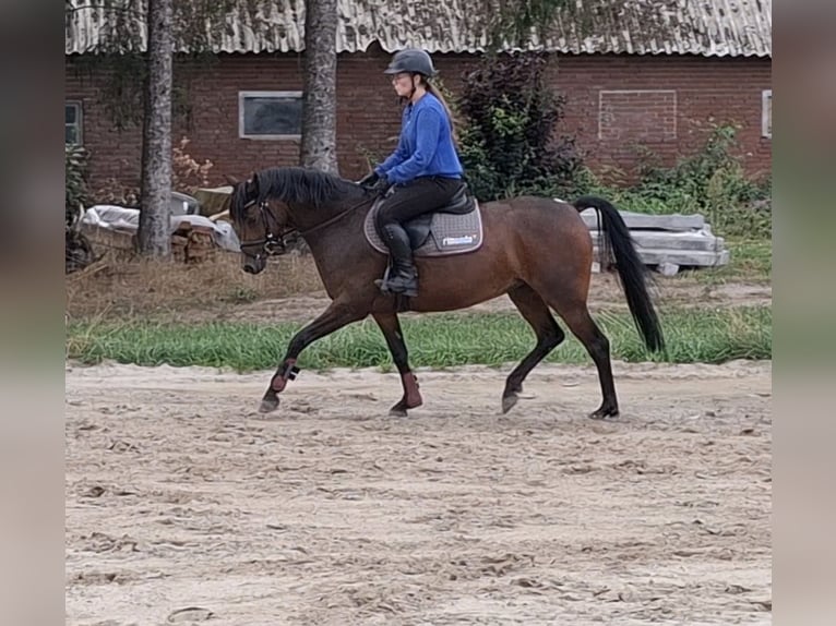 Deutsches Reitpony Stute 5 Jahre 144 cm Dunkelbrauner in Löningen