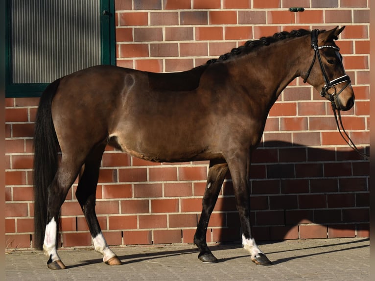 Deutsches Reitpony Stute 5 Jahre 144 cm Dunkelbrauner in F&#xFC;rstenau