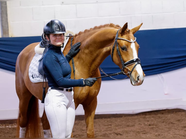 Deutsches Reitpony Stute 5 Jahre 144 cm Fuchs in Marsberg