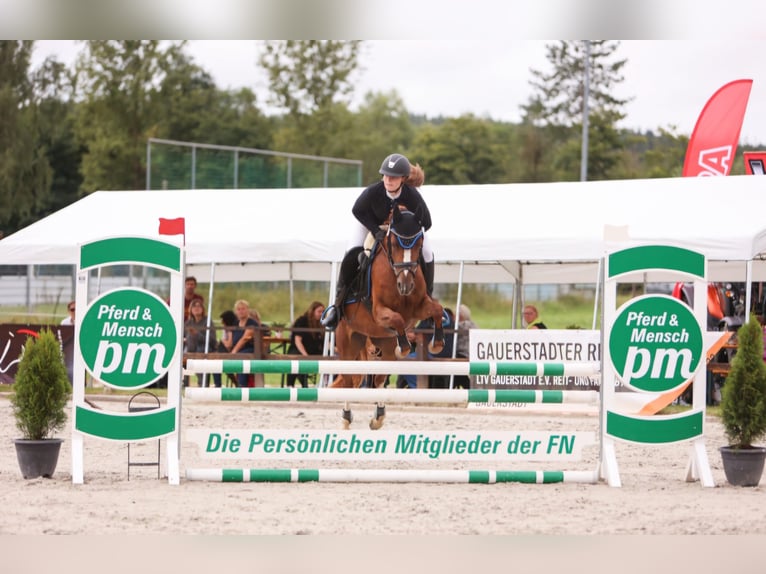 Deutsches Reitpony Stute 5 Jahre 144 cm Fuchs in Eckersdorf